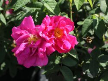 Historische Rose 'Gallica Officinalis', Rosa 'Gallica Officinalis', Containerware