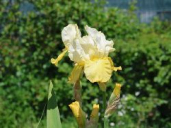 Hohe Bart-Iris 'Baroque Prelude', Iris x barbata-elatior 'Baroque Prelude', Topfware