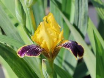 Hohe Bart-Schwertlilie 'Bumblebee Deelite', Iris x barbata-elatior 'Bumblebee Deelite', Containerware