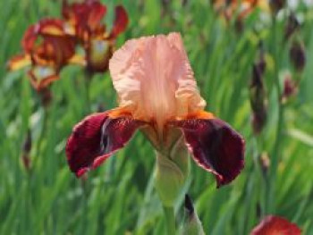 Hohe Bart-Schwertlilie 'Cimarron Strip', Iris x barbata-elatior 'Cimarron Strip', Topfware