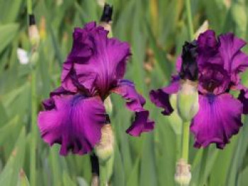 Hohe Bart-Schwertlilie 'Sultry Mood', Iris x barbata-elatior 'Sultry Mood', Topfware