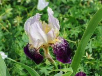 Hohe Bartiris 'Salonique', Iris x germanica 'Salonique', Topfware