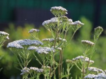 Hohe Beetgarbe &#8218;Heinrich Vogeler&#8216;, Achillea filipendulina &#8218;Heinrich Vogeler&#8216;, Topfware