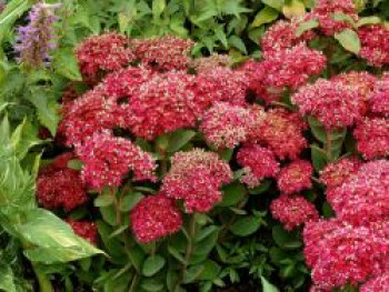 Hohe Fetthenne 'Class Act', Sedum telephium 'Class Act', Topfware