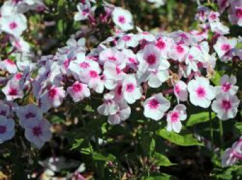 Hohe Flammenblume &#8218;Adessa Pink Star&#8216;, Phlox paniculata &#8218;Adessa Pink Star&#8216;, Topfware