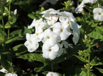 Hohe Flammenblume 'Adessa ® White', Phlox paniculata 'Adessa ® White', Topfware