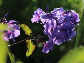 Hohe Flammenblume &#8218;Amethyst&#8216;, Phlox paniculata &#8218;Amethyst&#8216;, Topfware