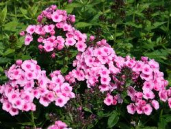 Hohe Flammenblume &#8218;Baby Face&#8216;, Phlox x arendsii &#8218;Baby Face&#8216;, Topfware