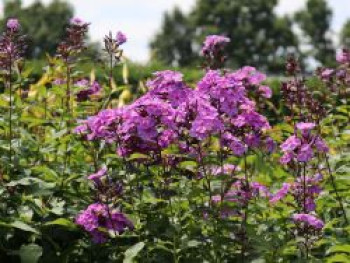 Hohe Flammenblume &#8218;Blue Boy&#8216;, Phlox paniculata &#8218;Blue Boy&#8216;, Topfware