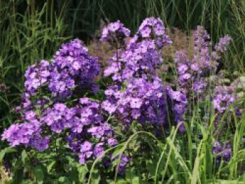 Hohe Flammenblume &#8218;Blue Paradise&#8216;, Phlox paniculata &#8218;Blue Paradise&#8216;, Topfware