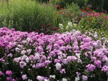 Hohe Flammenblume &#8218;Cool Water&#8216;, Phlox paniculata &#8218;Cool Water&#8216;, Topfware