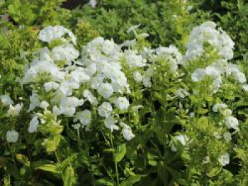 Hohe Flammenblume &#8218;Danielle&#8216;, Phlox paniculata &#8218;Danielle&#8216;, Topfware