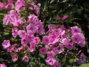 Hohe Flammenblume &#8218;Dorffreude&#8216;, Phlox paniculata &#8218;Dorffreude&#8216;, Topfware