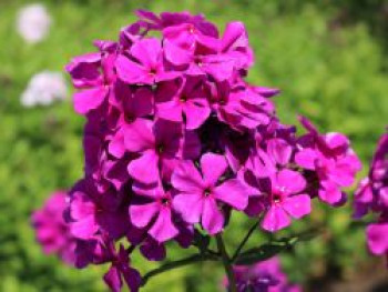 Hohe Flammenblume &#8218;Düsterlohe&#8216;, Phlox paniculata &#8218;Düsterlohe&#8216;, Topfware