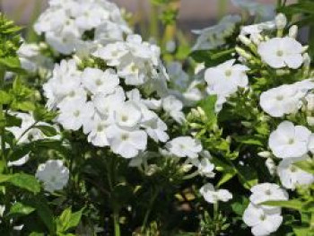 Hohe Flammenblume &#8218;Dwarf White&#8216;, Phlox paniculata &#8218;Dwarf White&#8216;, Topfware