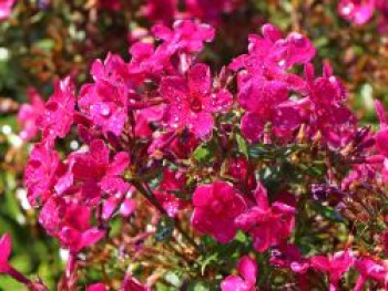 Hohe Flammenblume &#8218;Early Cerise&#8216;, Phlox paniculata &#8218;Early Cerise&#8216;, Topfware