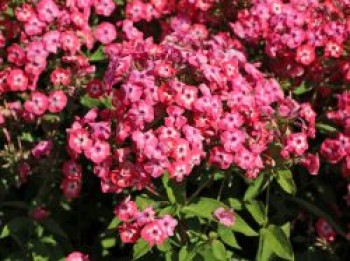 Hohe Flammenblume 'Famous Coral', Phlox paniculata 'Famous Coral', Topfware