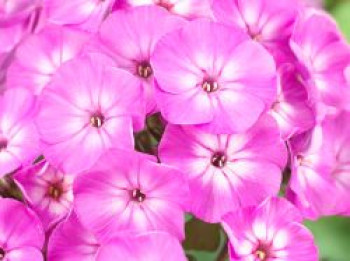 Hohe Flammenblume 'Famous Light Purple', Phlox paniculata 'Famous Light Purple', Topfware