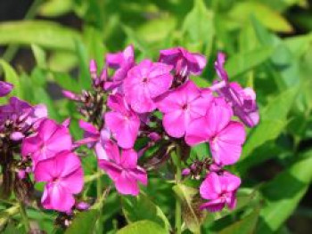 Hohe Flammenblume 'Famous Purple', Phlox paniculata 'Famous Purple', Topfware