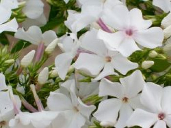 Hohe Flammenblume &#8218;Famous White&#8216;, Phlox paniculata &#8218;Famous White&#8216;, Topfware