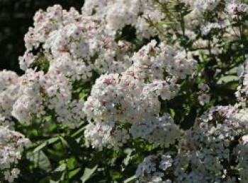 Hohe Flammenblume &#8218;Famous White with Eye&#8216;, Phlox paniculata &#8218;Famous White with Eye&#8216;, Topfware