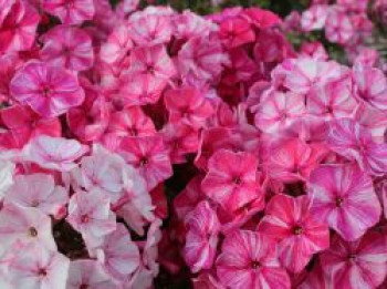 Hohe Flammenblume &#8218;Freckles Pink Shades&#8216;, Phlox paniculata &#8218;Freckles Pink Shades&#8216;, Topfware