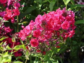 Hohe Flammenblume &#8218;Grenadine Dream&#8216; ®, Phlox paniculata &#8218;Grenadine Dream&#8216; ®, Topfware