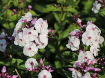 Hohe Flammenblume &#8218;Ice Cream&#8216;, Phlox paniculata &#8218;Ice Cream&#8216;, Topfware