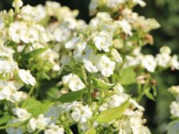 Hohe Flammenblume &#8218;Jade&#8216;, Phlox paniculata &#8218;Jade&#8216;, Topfware