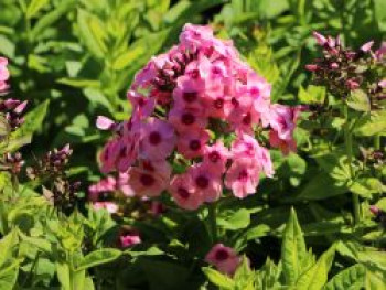 Hohe Flammenblume &#8218;Jeff&#8217;s Pink&#8216;, Phlox paniculata &#8218;Jeff&#8217;s Pink&#8216;, Topfware