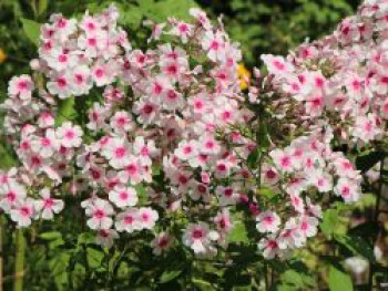 Hohe Flammenblume &#8218;Kirmesländler&#8216;, Phlox paniculata &#8218;Kirmesländler&#8216;, Topfware