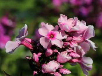 Hohe Flammenblume &#8218;Landhochzeit&#8216;, Phlox paniculata &#8218;Landhochzeit&#8216;, Topfware