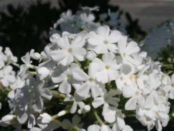 Hohe Flammenblume &#8218;Pax&#8216;, Phlox paniculata &#8218;Pax&#8216;, Topfware