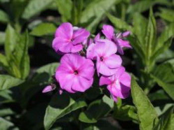 Hohe Flammenblume &#8218;Peacock Lilac&#8216;, Phlox paniculata &#8218;Peacock Lilac&#8216;, Topfware