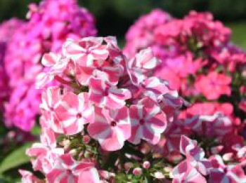 Hohe Flammenblume &#8218;Peppermint Twist&#8216; ®, Phlox paniculata &#8218;Peppermint Twist&#8216; ®, Topfware