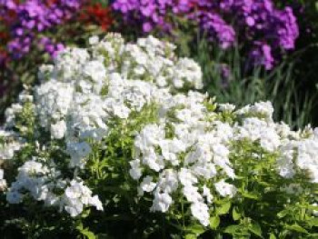 Hohe Flammenblume &#8218;Pina Colada&#8216; ®, Phlox paniculata &#8218;Pina Colada&#8216; ®, Topfware