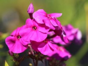 Gedrungene Flammenblume Flame-Serie &#8218;Purple Flame&#8216;, Phlox paniculata Flame-Serie &#8218;Purple Flame&#8216;, Topfware