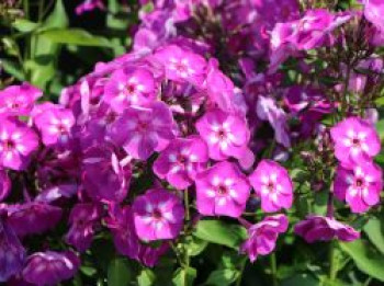 Hohe Flammenblume &#8218;Purple Kiss&#8216;, Phlox paniculata &#8218;Purple Kiss&#8216;, Topfware