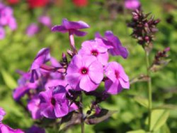 Hohe Flammenblume &#8218;Purple Paradise&#8216;, Phlox paniculata &#8218;Purple Paradise&#8216;, Topfware