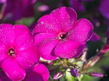 Hohe Flammenblume &#8218;Raving Beauty&#8216;, Phlox paniculata &#8218;Raving Beauty&#8216;, Topfware