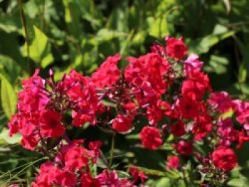 Hohe Flammenblume &#8218;Red Riding Hood&#8216;, Phlox paniculata &#8218;Red Riding Hood&#8216;, Topfware