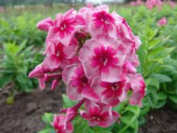 Hohe Flammenblume 'Stars and Stripes', Phlox paniculata 'Stars and Stripes', Topfware