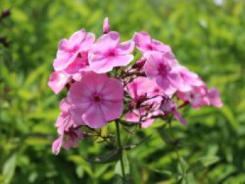 Hohe Flammenblume &#8218;Sweet Summer Candy&#8216;, Phlox paniculata &#8218;Sweet Summer Candy&#8216;, Topfware