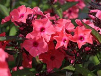 Hohe Flammenblume &#8218;Sweet Summer Dream&#8216; ®, Phlox paniculata &#8218;Sweet Summer Dream&#8216; ®, Topfware