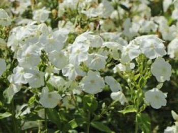 Hohe Flammenblume 'Sweet Summer Snow', Phlox paniculata 'Sweet Summer Snow', Topfware