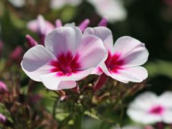 Hohe Flammenblume &#8218;Swizzle&#8216;, Phlox paniculata &#8218;Swizzle&#8216;, Topfware