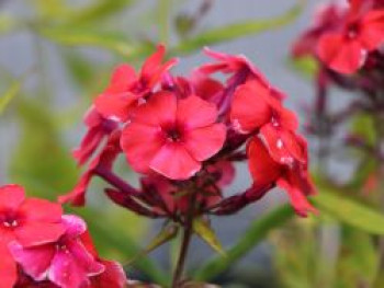 Hohe Flammenblume &#8218;Tequila Sunrise&#8216; ®, Phlox paniculata &#8218;Tequila Sunrise&#8216; ®, Topfware