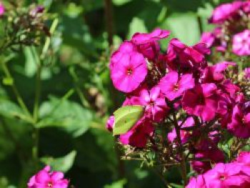 Hohe Flammenblume 'The King', Phlox paniculata 'The King', Topfware