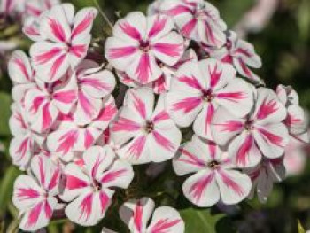 Hohe Flammenblume &#8218;Twister&#8216;, Phlox paniculata &#8218;Twister&#8216;, Topfware