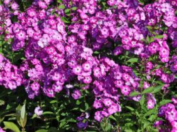 Hohe Flammenblume &#8218;Uspech&#8216;, Phlox paniculata &#8218;Uspech&#8216;, Topfware